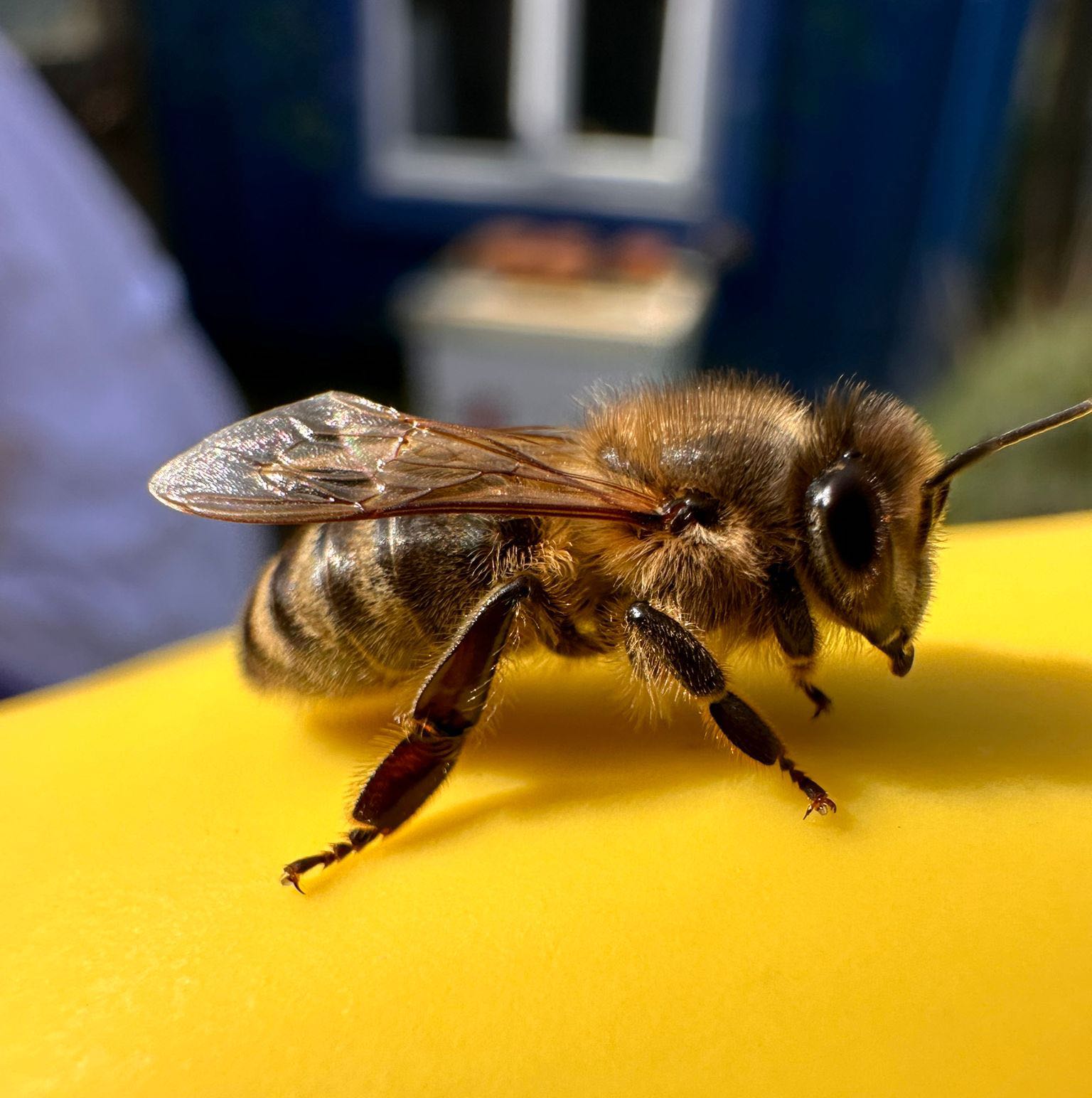 Brooklands Bee