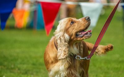 Craft Market and Dog Show | 5th March 23
