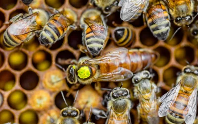 Beekeeping Season 2022 Update