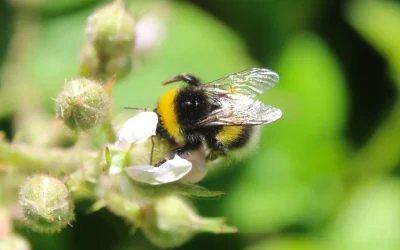 Spring bees – Which species are on the wing first?