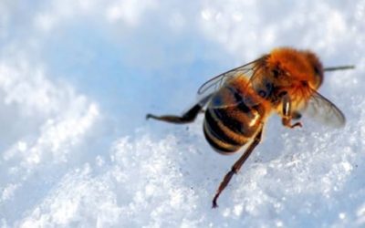 Where do bees go in winter?